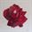 tn_Rosa rossa 90x90